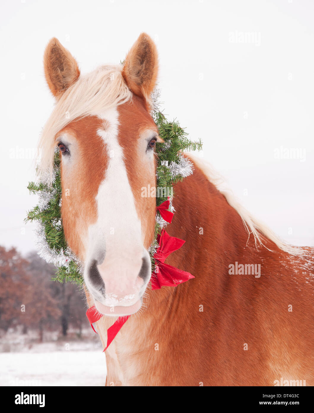 Bionda progetto belga cavallo che indossa una ghirlanda di Natale Foto Stock