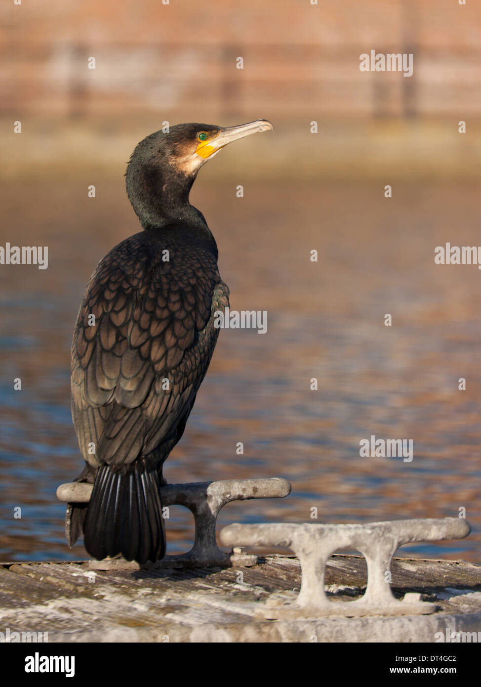 Un cormorano seduto su un gancio su un pontone in un marina Foto Stock