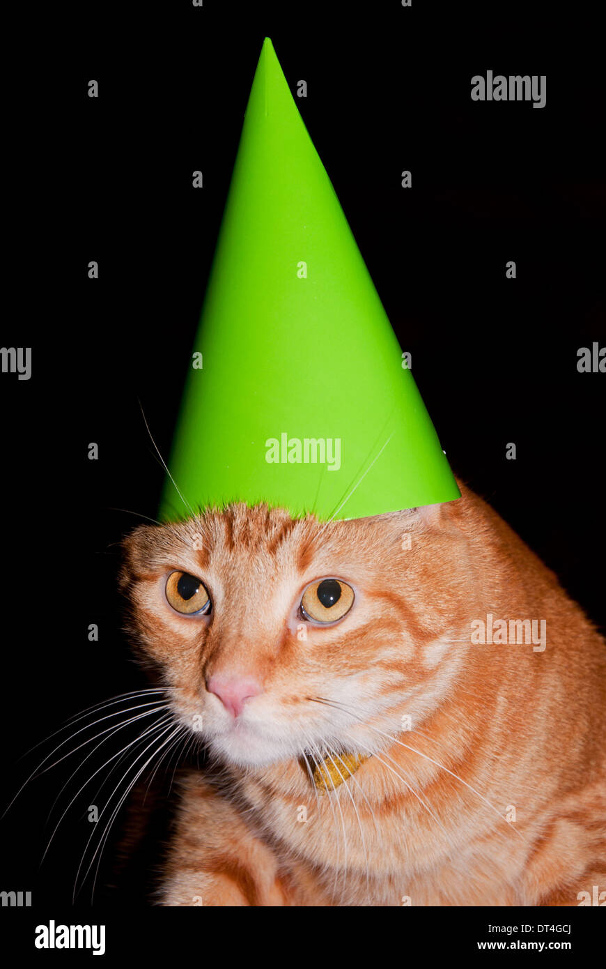 Parte gatto - orange tabby cat indossando un bright green party hat Foto Stock