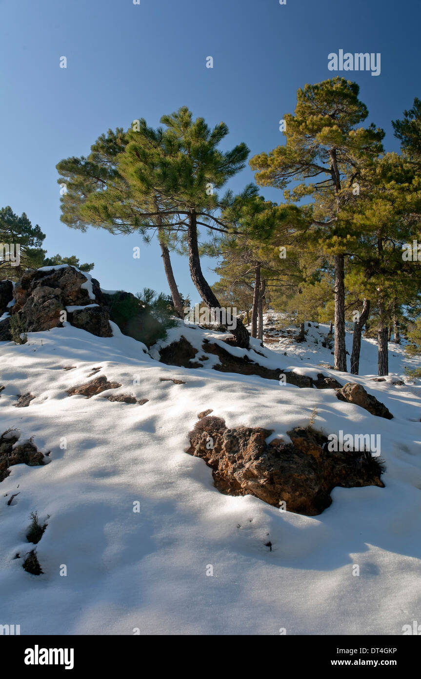 Paesaggio nevicato, Parco Naturale Sierras de Cazorla Segura y Las Villas, Jaen-provincia, regione dell'Andalusia, Spagna; Europa Foto Stock