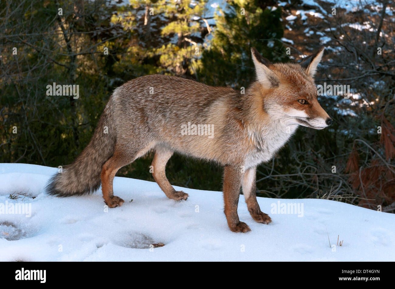 Fox nel paesaggio nevicato, Parco Naturale Sierras de Cazorla Segura y Las Villas, Jaen-provincia, Andalusia, Spagna; Europa Foto Stock