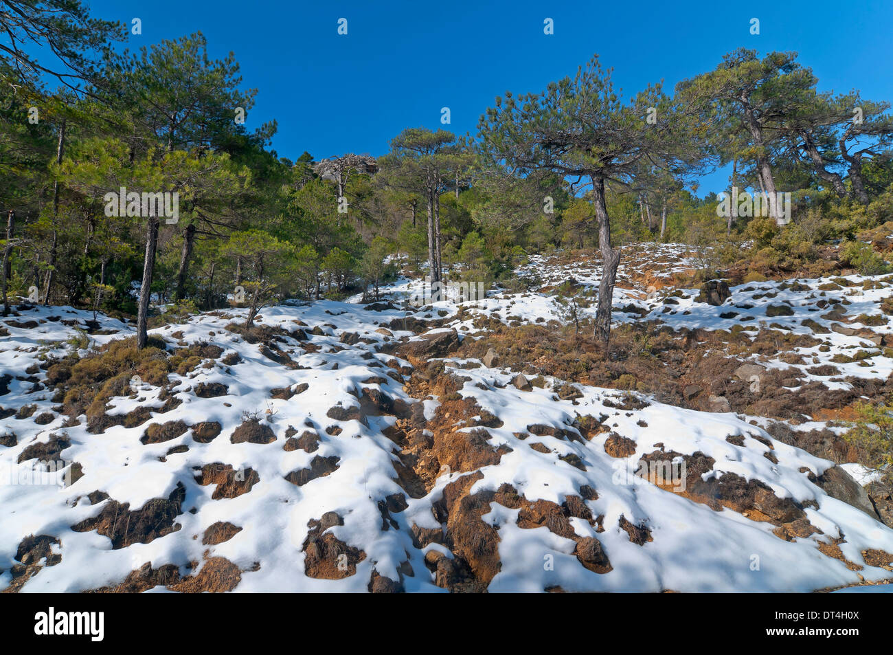 Paesaggio nevicato, Parco Naturale Sierras de Cazorla Segura y Las Villas, Jaen-provincia, regione dell'Andalusia, Spagna; Europa Foto Stock
