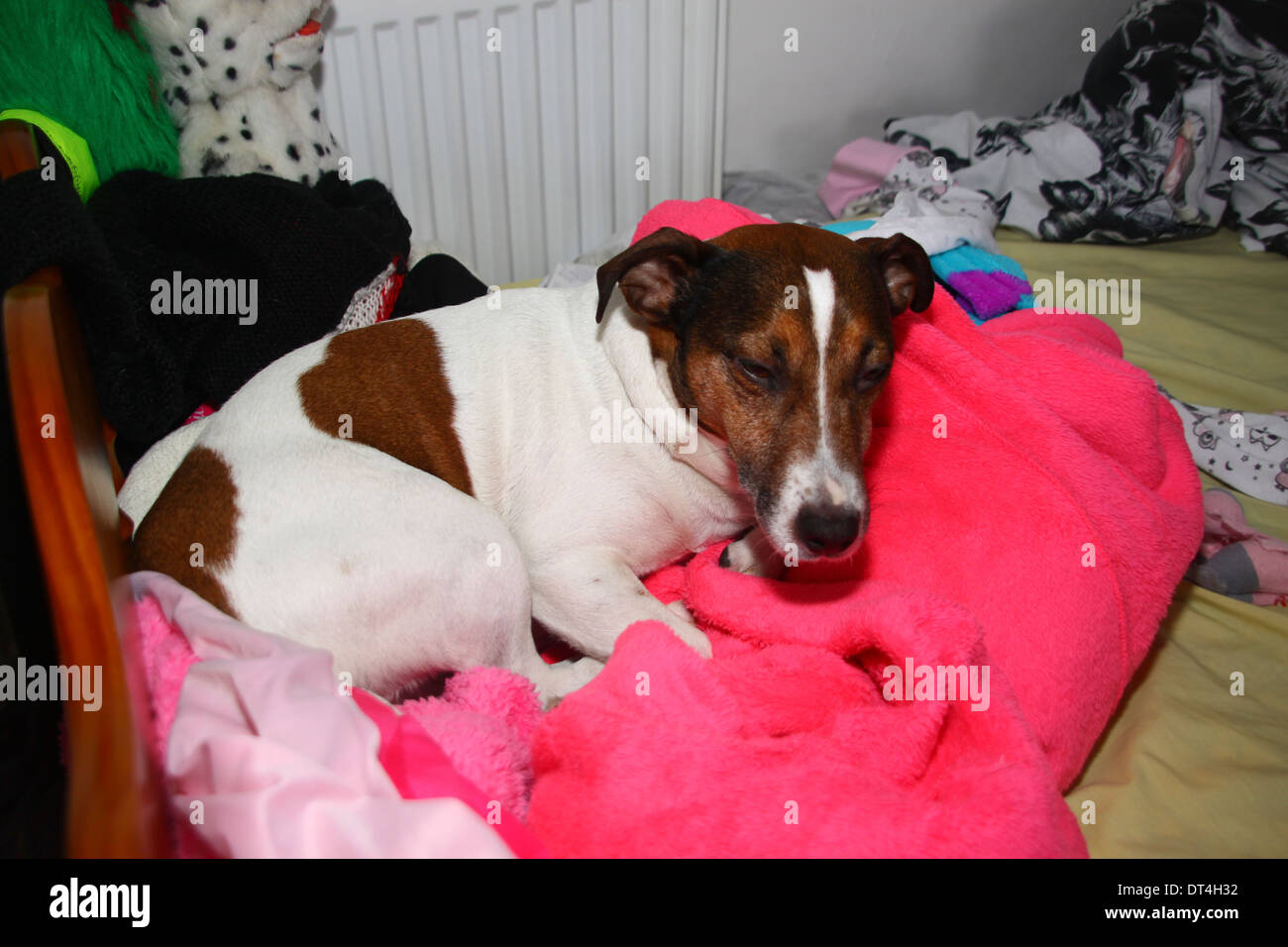 Jack Russell cane rannicchiato sul letto disordinato Foto Stock