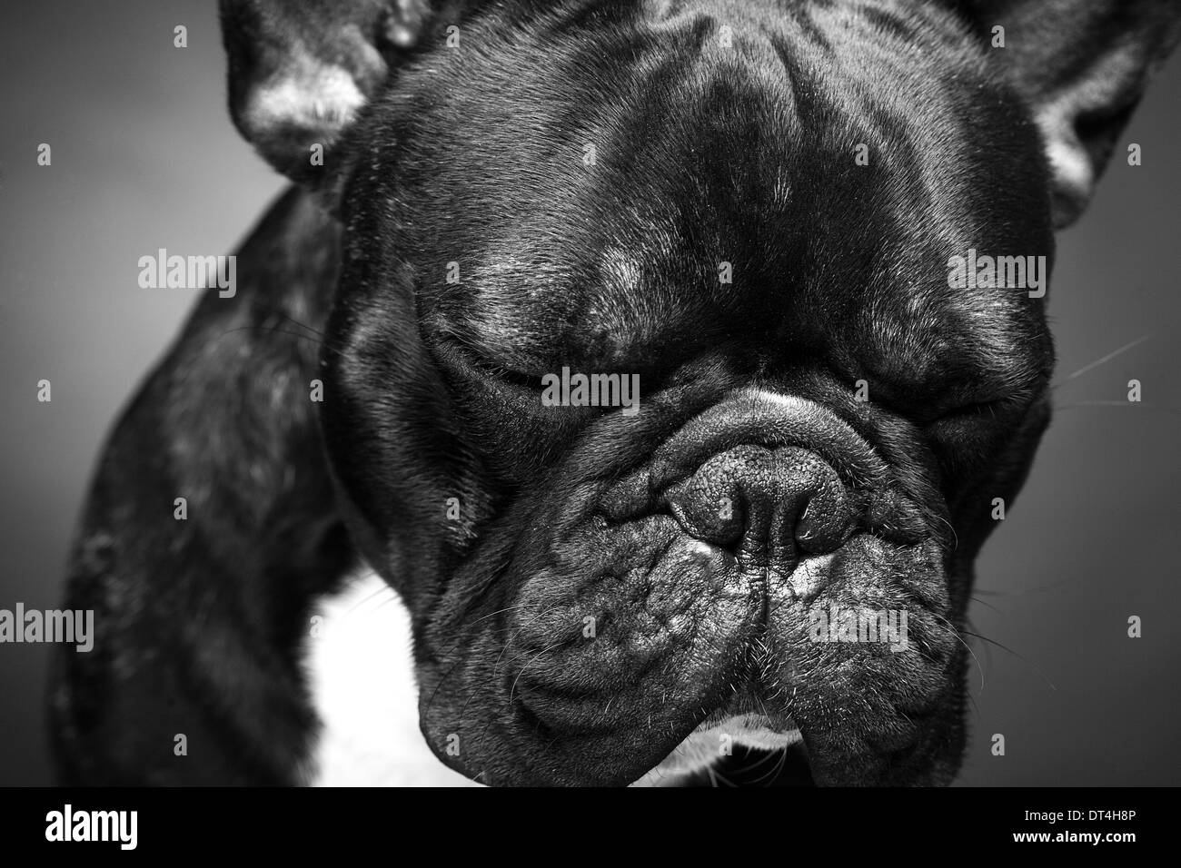 Triste bulldog francese Foto Stock