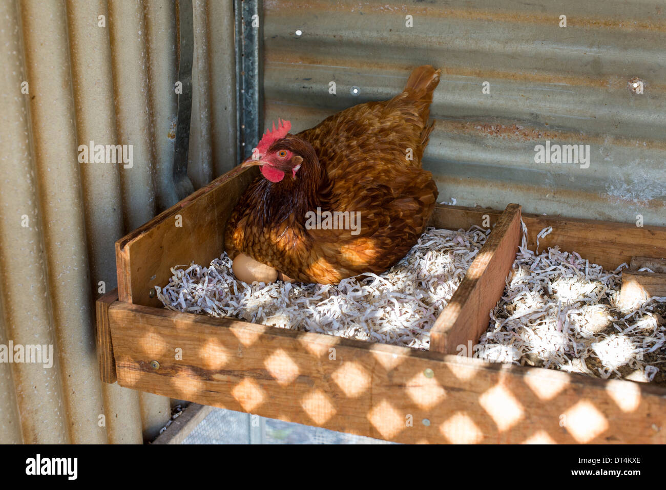 Hen recante un uovo nella penna di pollo Foto Stock