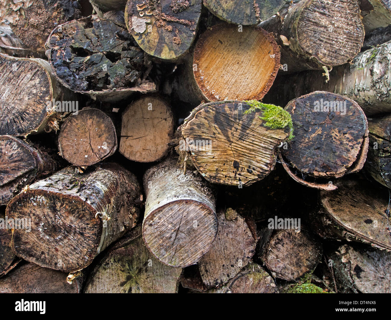 I registri di decadimento accatastati nel cortile del Stott Park Rocca Mill Foto Stock