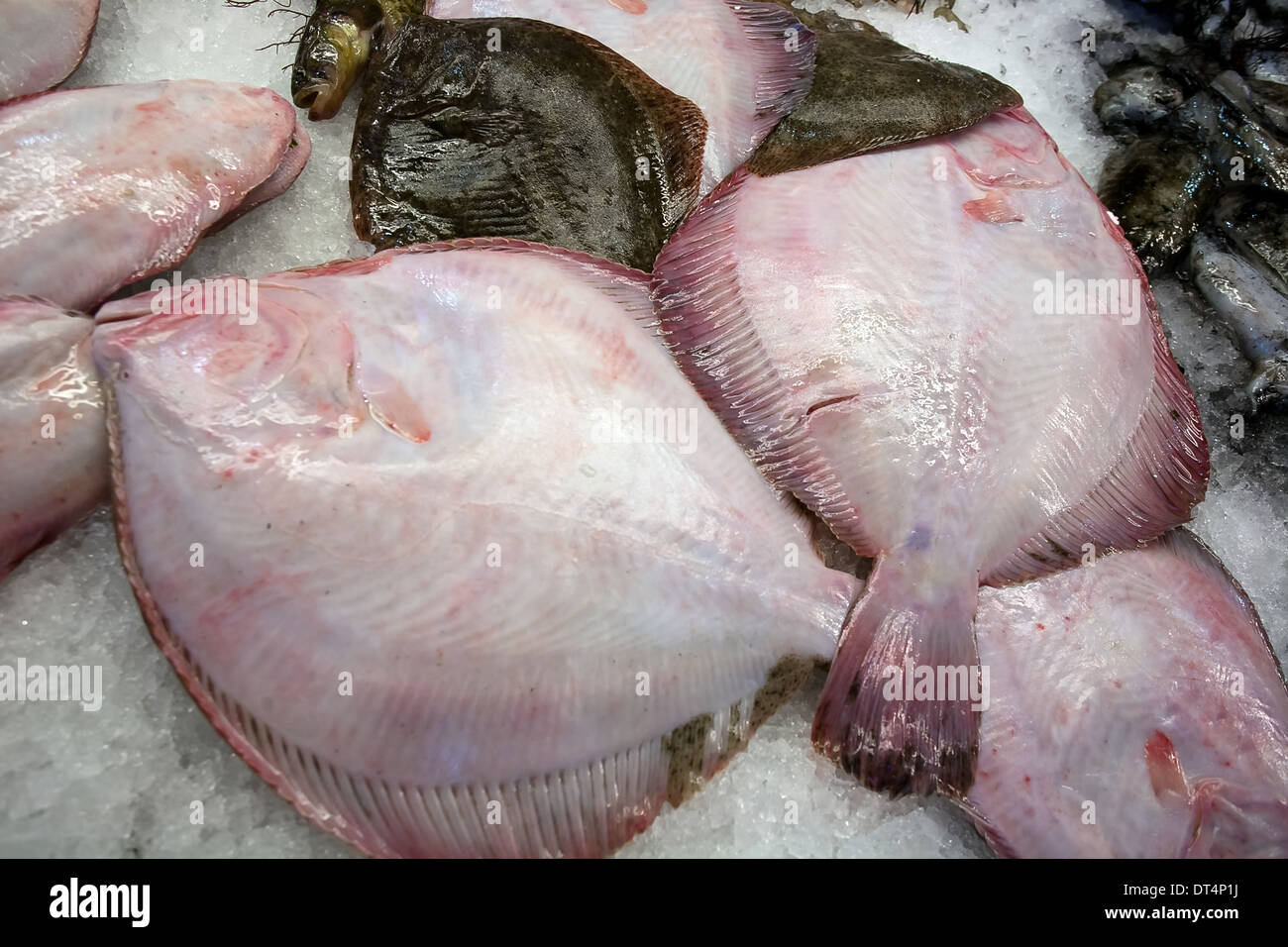 Primo piano di tre nuove materie flatfishes sul mare tabella di mercato Foto Stock