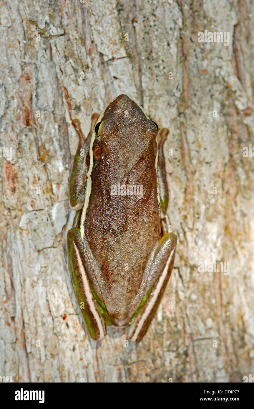 American Green Treefrog (Hyla cinera), cavatappi santuario di palude, Florida, Stati Uniti d'America Foto Stock