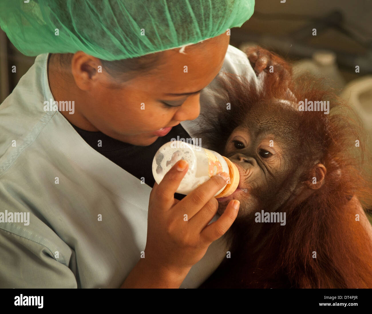 Un lavoratore di conservazione amorevolmente alimenta un baby Orangutan nel vivaio a Bukit Merah Laketown Foto Stock