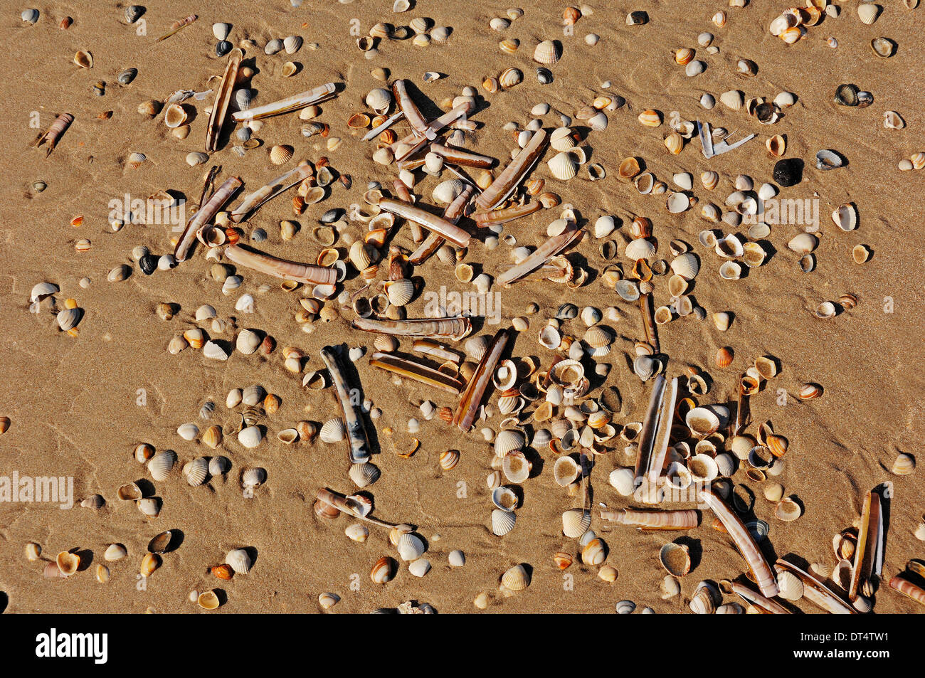 Diversi tipi di gusci di cozze in spiaggia, Castricum aan Zee, Paesi Bassi Foto Stock