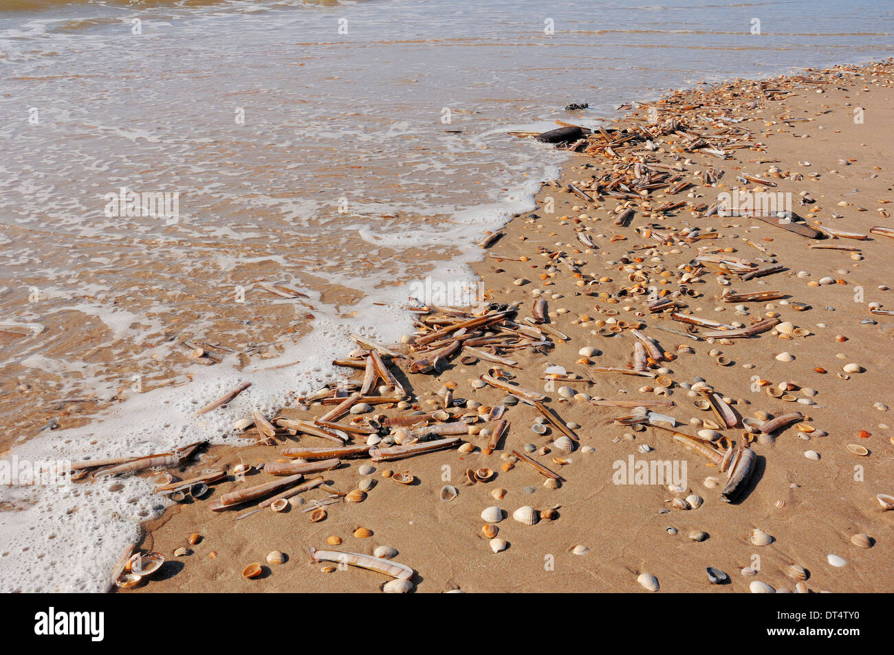 Diversi tipi di gusci di cozze in spiaggia, Castricum aan Zee, Paesi Bassi Foto Stock