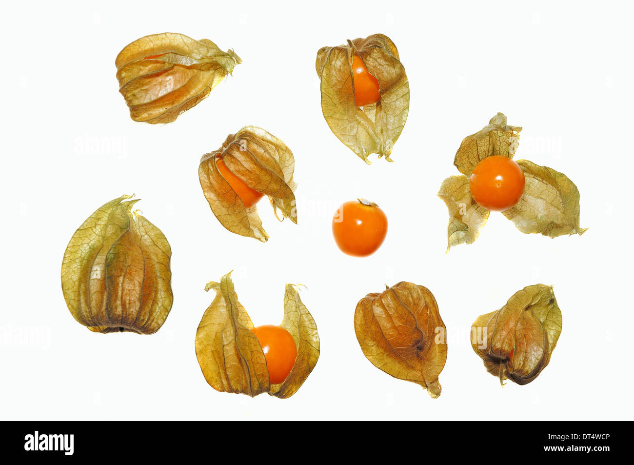 Cape Gooseberry, Groundcherry peruviana o ciliegio peruviana (Physalis peruviana), frutta Foto Stock