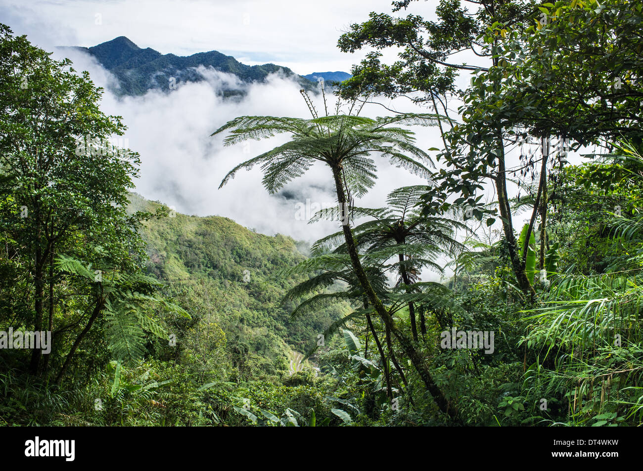 La foresta pluviale tropicale, Banaue e Batad, Luzon, Filippine, Asia Foto Stock