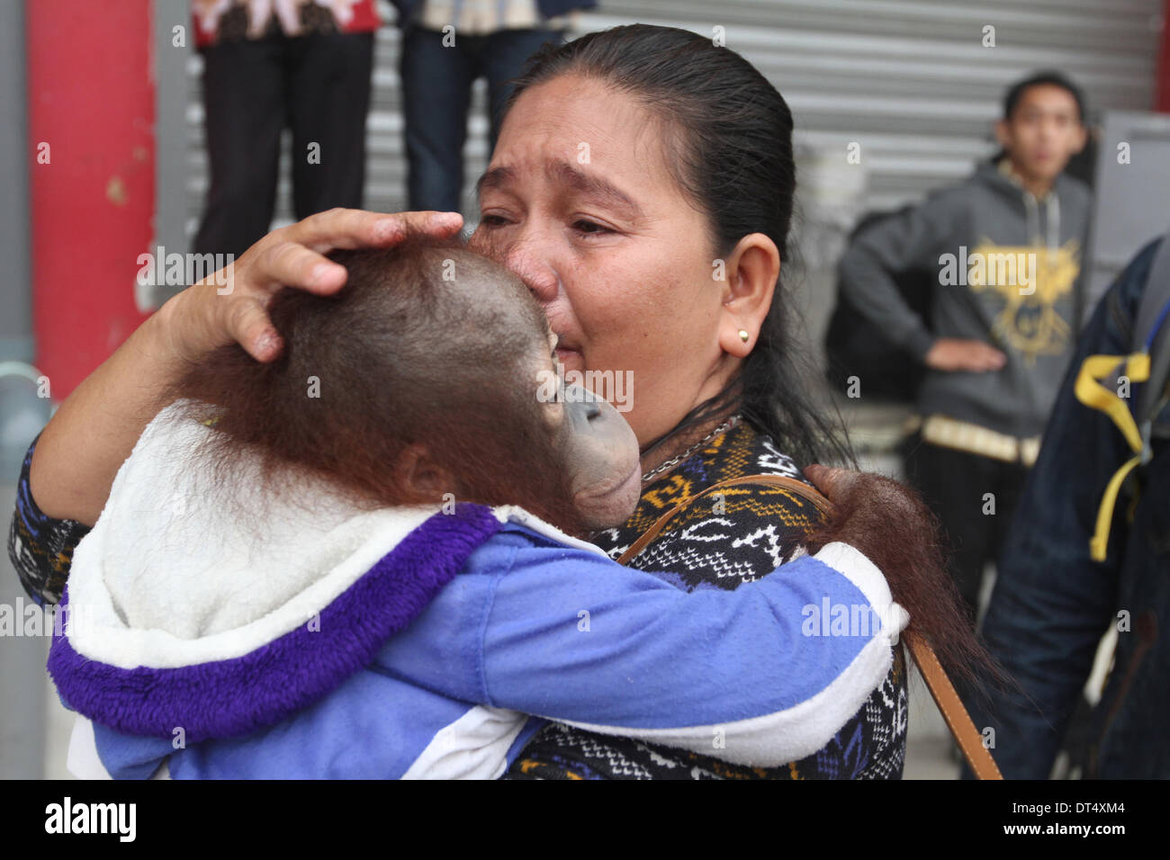 Febbraio 7, 2014 - West Kalimantan, INDONESIA '"' Maysa è stato abbracciato un giovane maschio orangutan, Anjas (3 anni), che è stata mantenuta da neonati poco prima di essere inviato all'Aeroporto di Supadio, Pontianank, West Kalimantan, Indonesia il 7 febbraio 2014. Maysah Anjas consegnato all' Indonesia scheda di conservazione per sottoporsi a riabilitazione presso l'International salvataggio animale (IAR) nel distretto di Ketapang, West Kalimantan. (Credito Immagine: © Sijori Immagini/ZUMAPRESS.com) Foto Stock