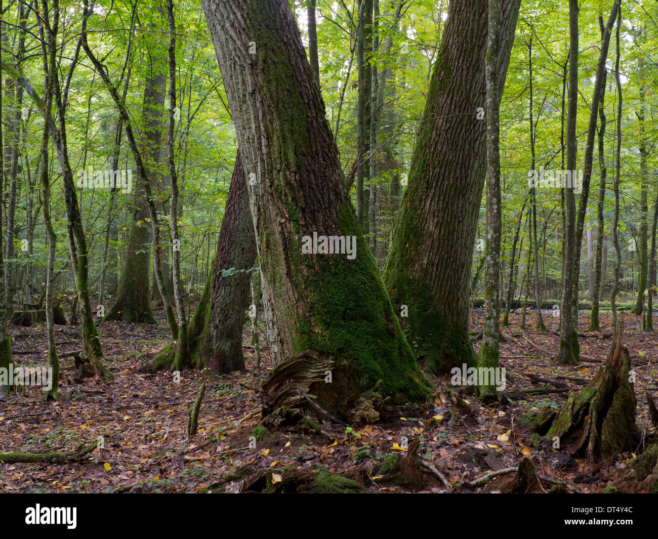 Vecchie querce moss avvolto in rientrano tra i capretti stand della foresta di Bialowieza Foto Stock