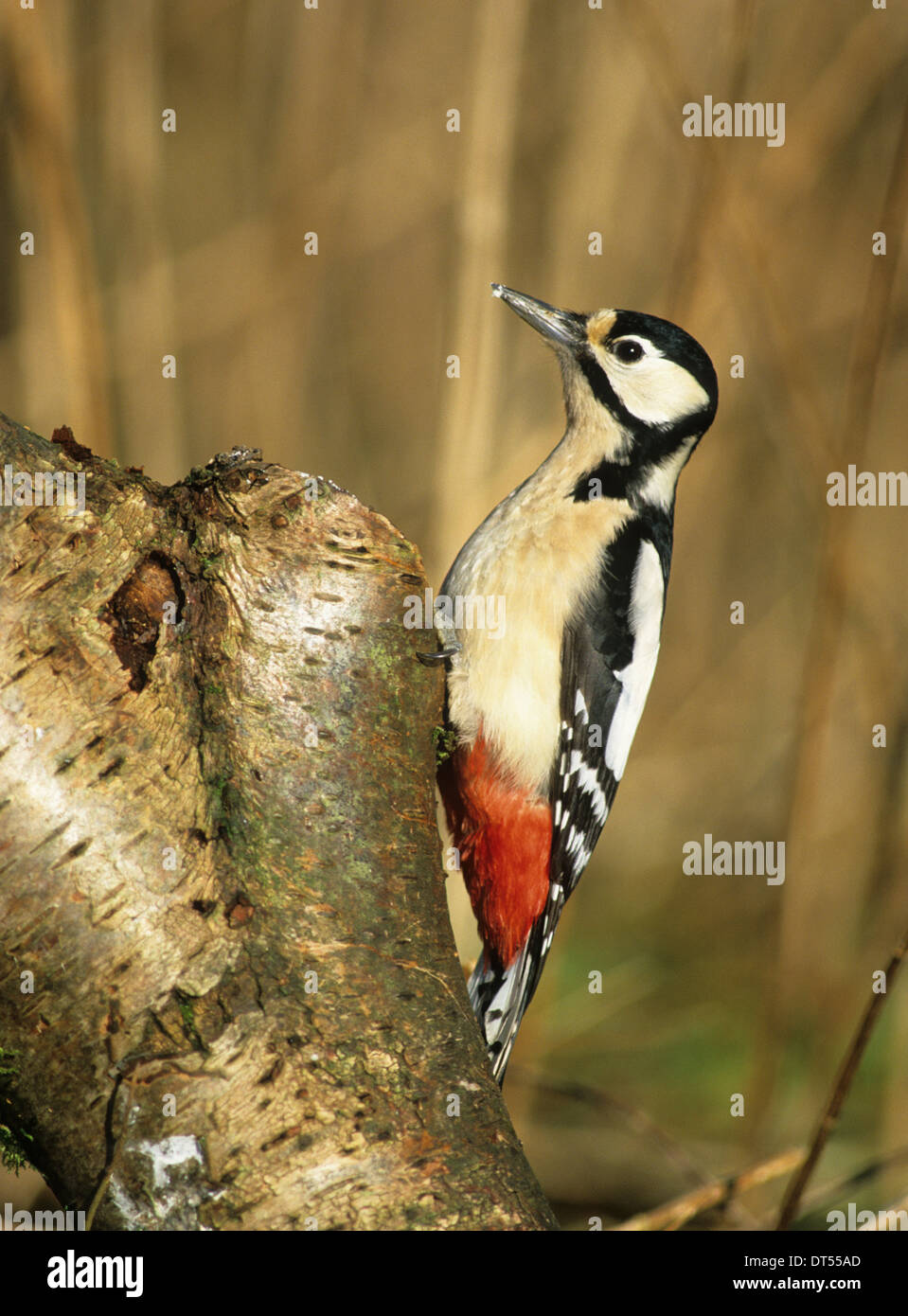 Picchio rosso maggiore (Dendrocopos major) femmina adulta del Fiume Brock foresta di Bowland LANCASHIRE REGNO UNITO Foto Stock