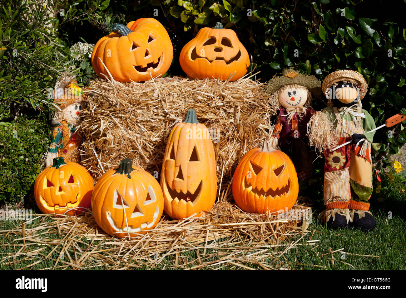 Zucca di Halloween display Foto Stock