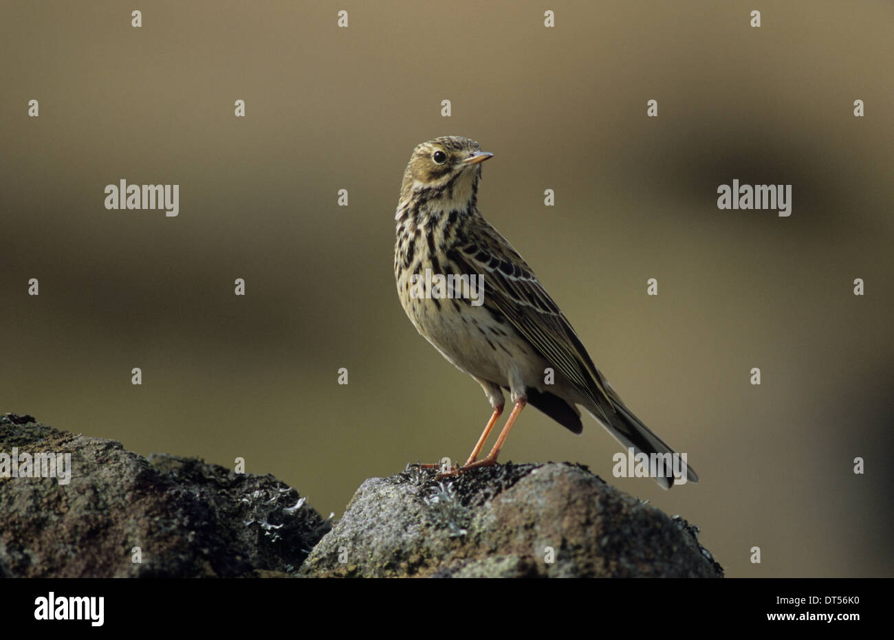 MEADOW PIPIT (Anthus pratensis) adulto appollaiato foresta di Bowland LANCASHIRE REGNO UNITO Foto Stock