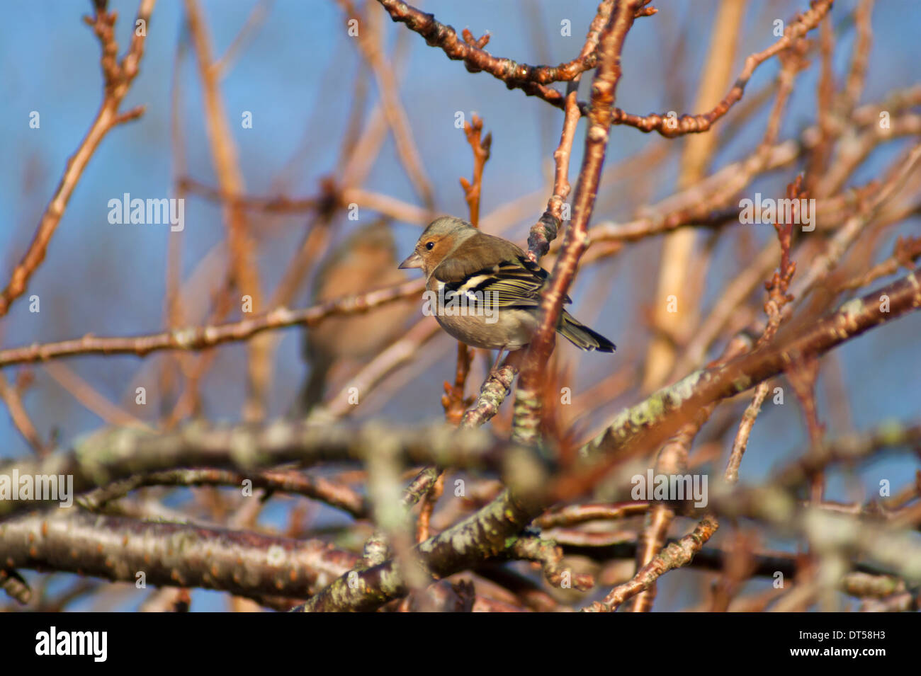 Un fringuello in una struttura ad albero in inverno nel distretto del lago, Inghilterra Foto Stock