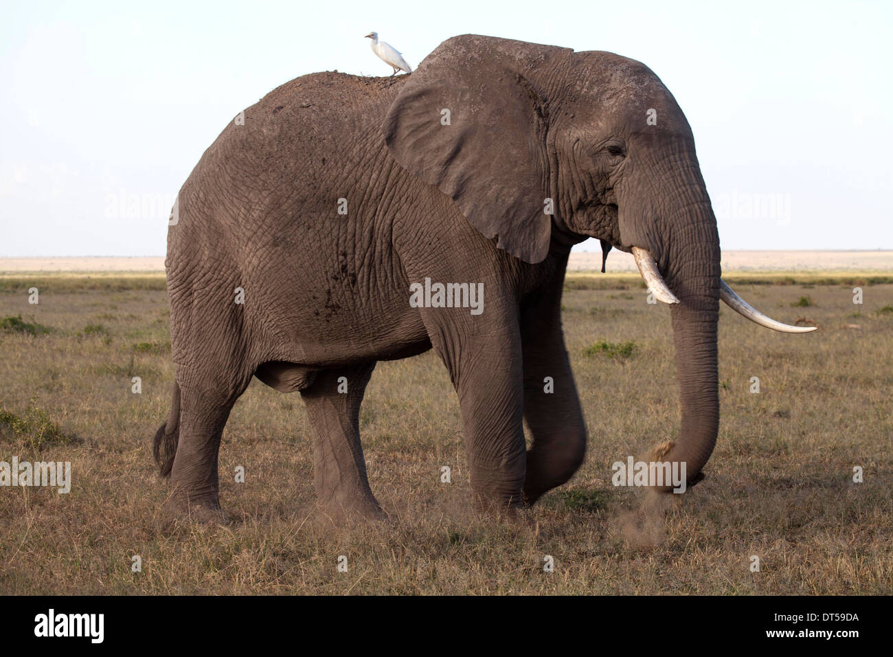 Elefante in viaggio con passeggero Foto Stock