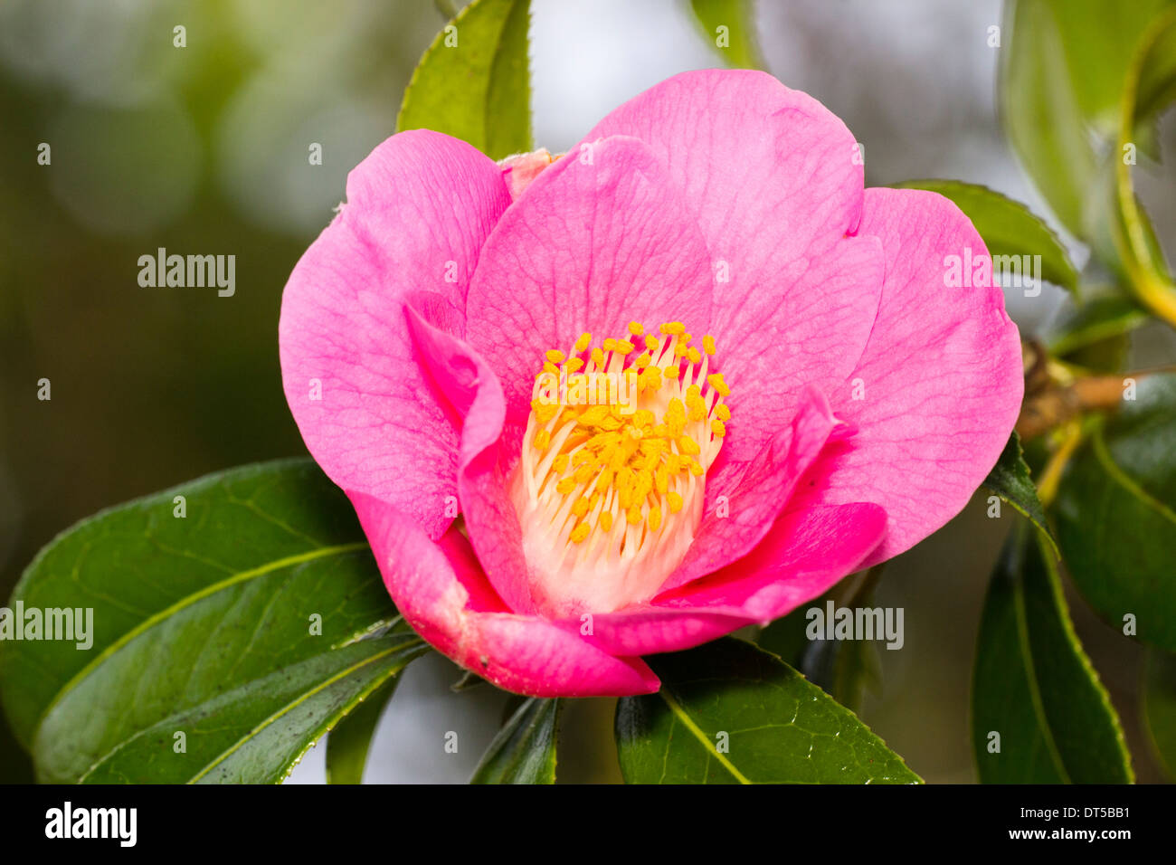 Unico Pink Camellia x williamsii 'St pecora' in una privata giardino di Plymouth Foto Stock