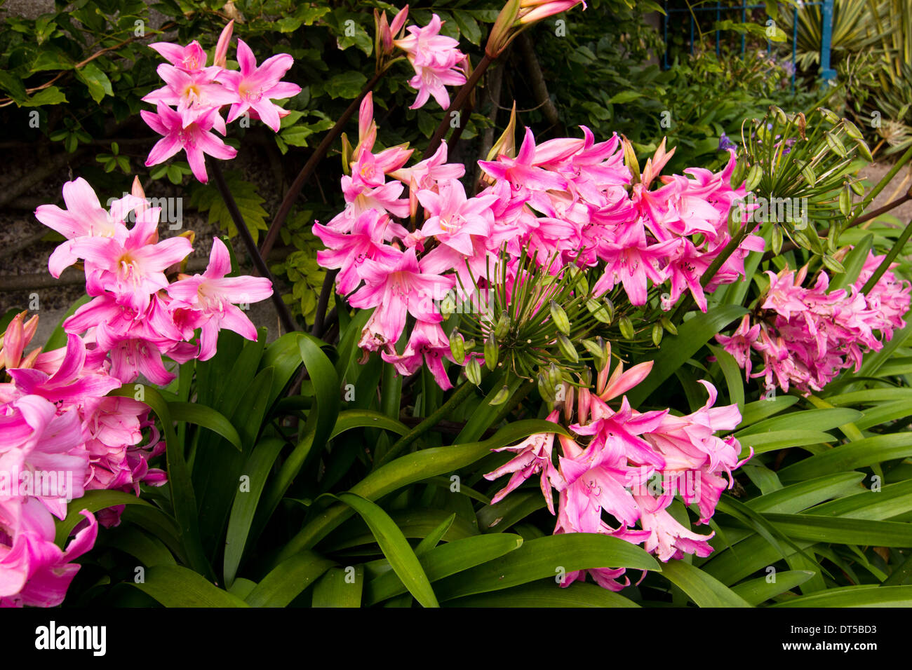 Fiore rosa Amaryllis belladonna fiori Foto stock - Alamy