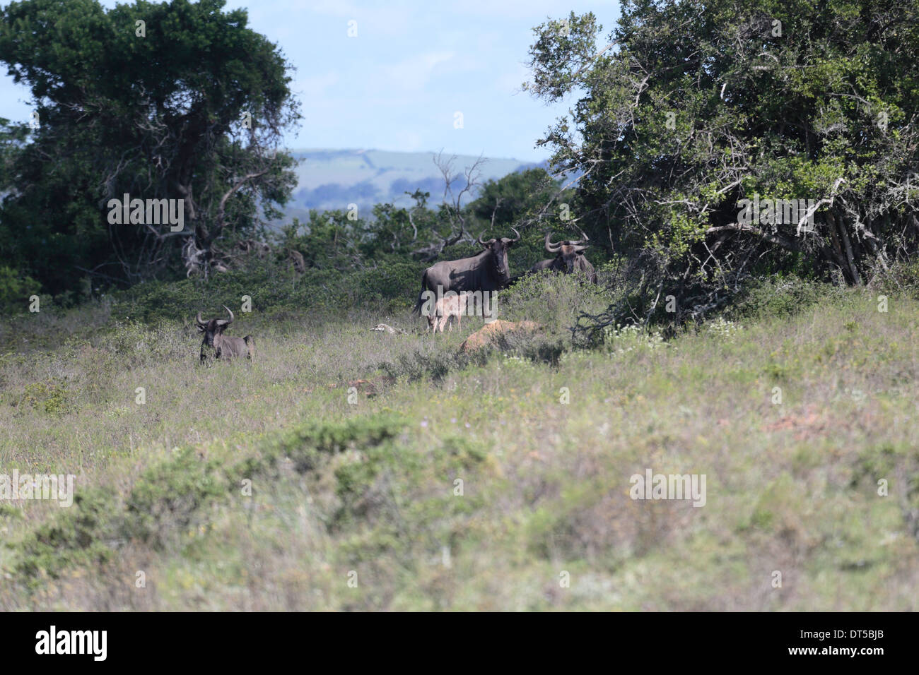 Gnu allevamento con una madre e un bambino Foto Stock