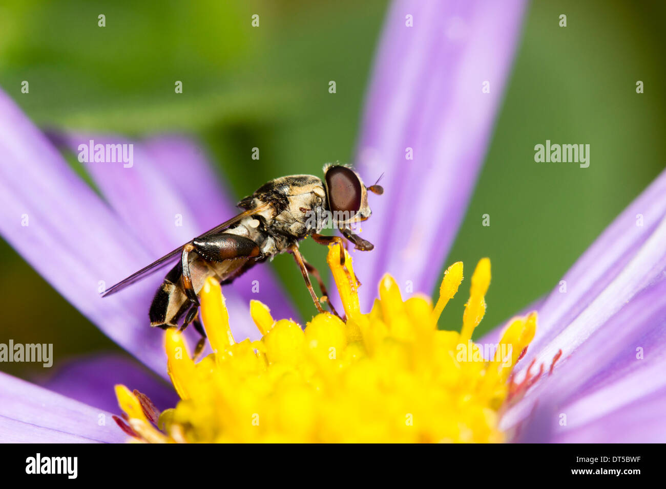Zampe spesse hoverfly, Syritta pipiens alimentazione su Aster x frikartii 'Monch' Foto Stock