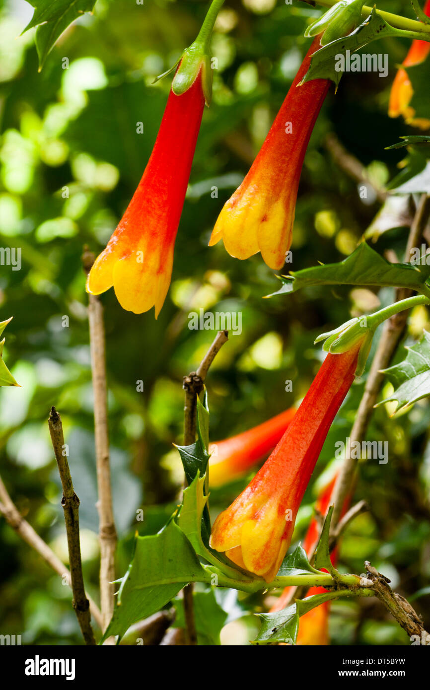 Evergreen Desfontainia spinosa visualizza il suo tubolare di fiori d'arancio in un giardino di Plymouth Foto Stock