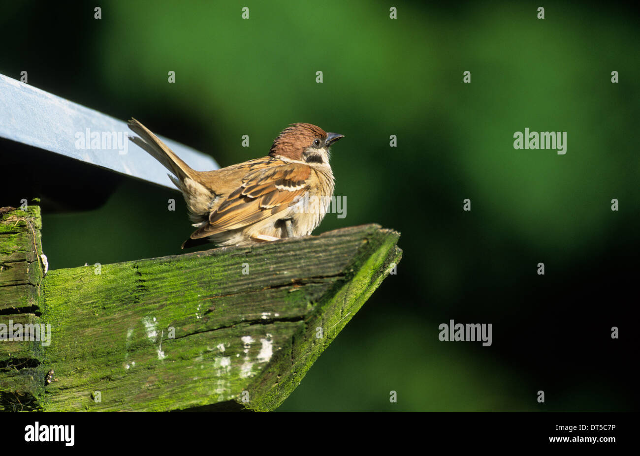 TREE SPARROW (Passer montanus) maschio adulto visualizzazione Ribchester Lancashire England Regno Unito Foto Stock