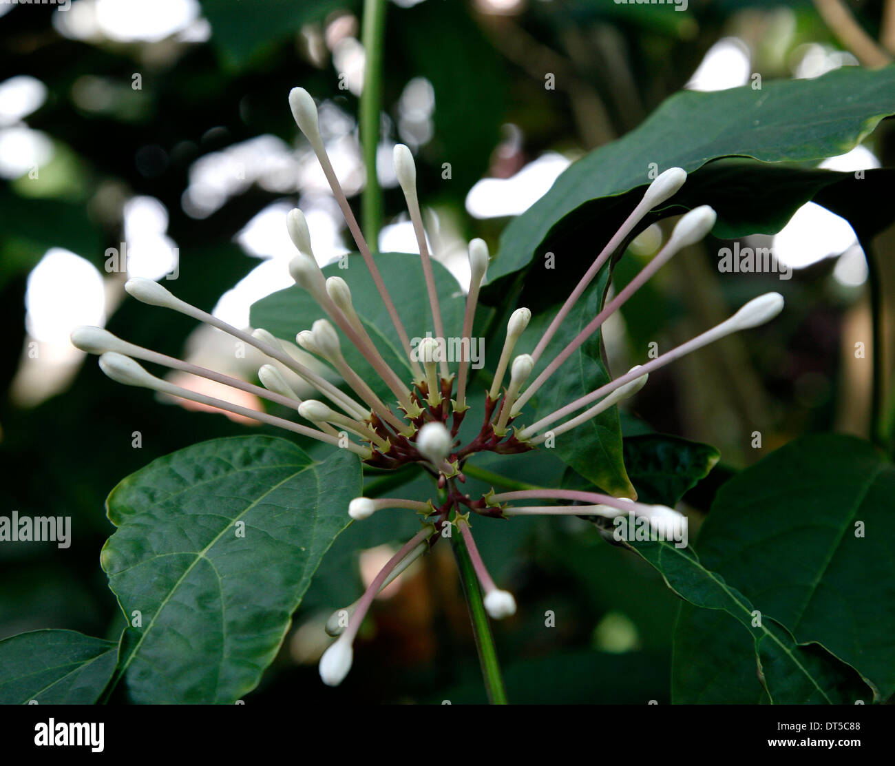 Clerodendrum quadriloculare è una specie di pianta flowering nella famiglia di verbena bronzo-lasciava clerodendrum, opere di fuoco Foto Stock