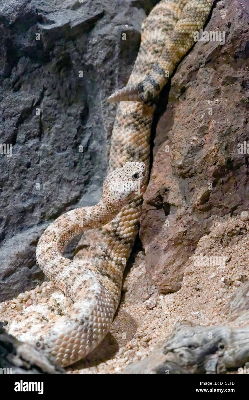 Chiazzato Rattlesnake (Crotalus mitchellii), Messico Foto Stock