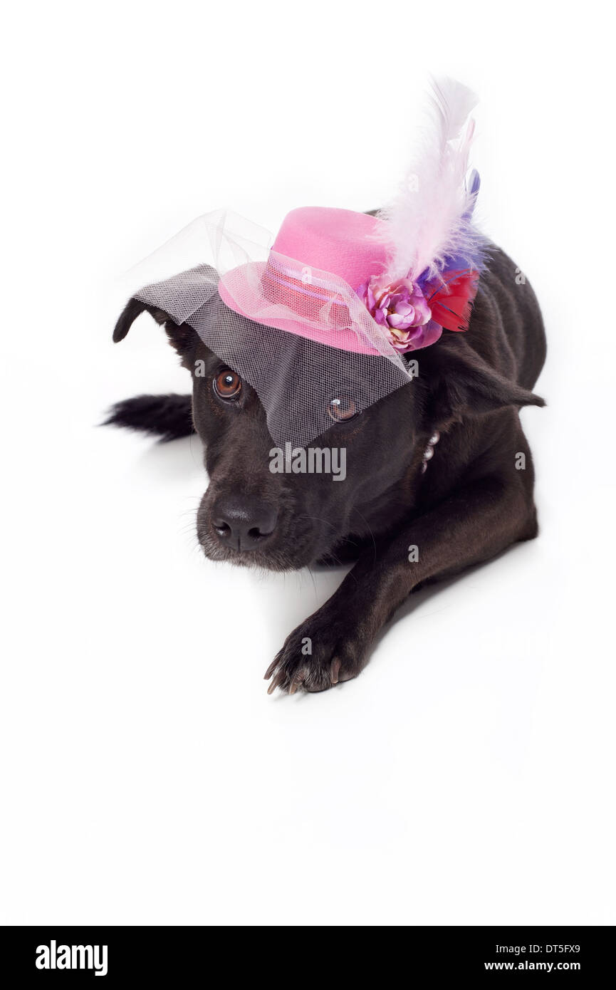 Il nero di razza cane con fantasia Fascinator Hat Foto Stock