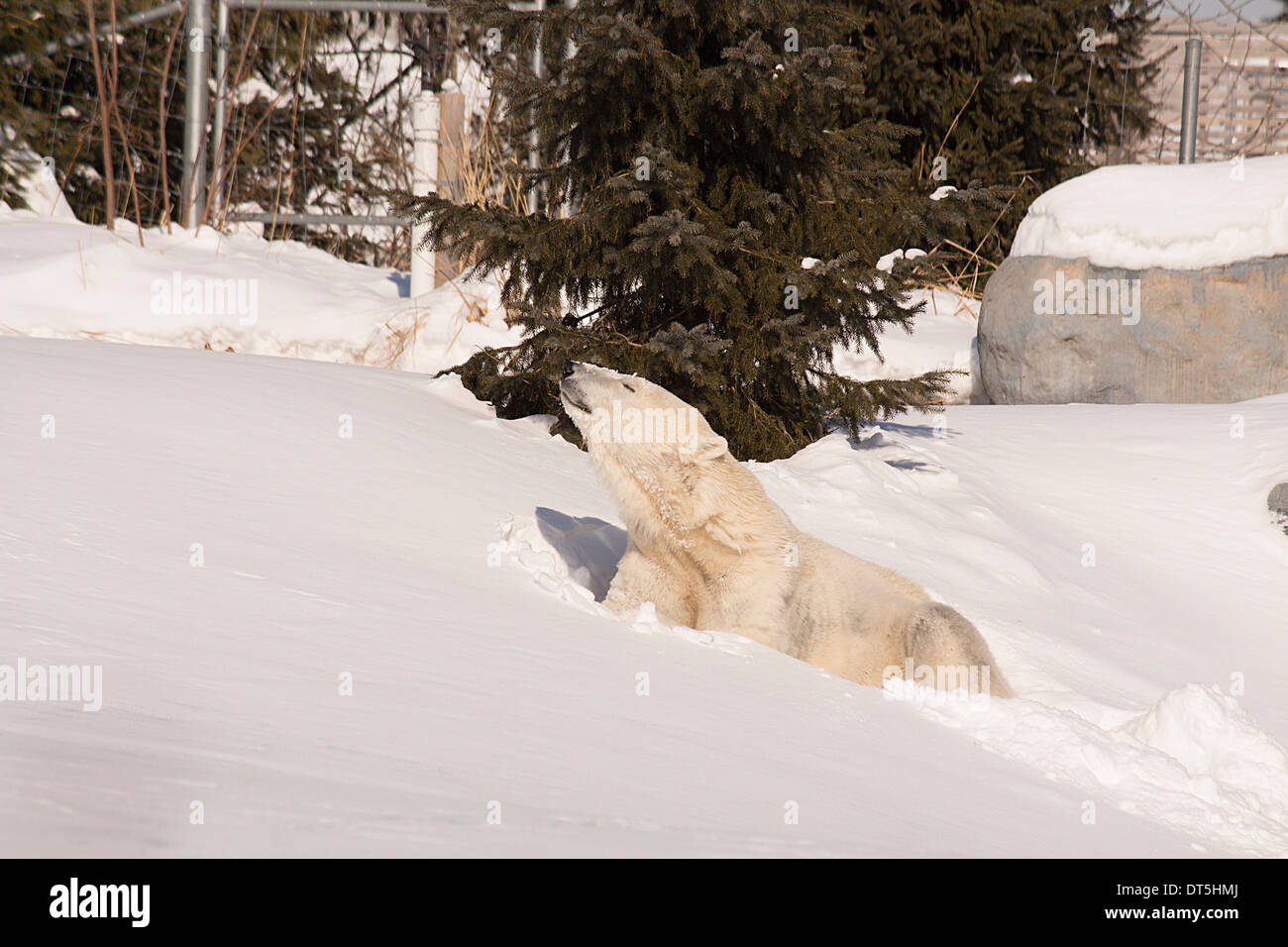 Femmina Orso Polare sniffing l'aria mentre si riposa sotto la neve a Toronto Zoo Foto Stock