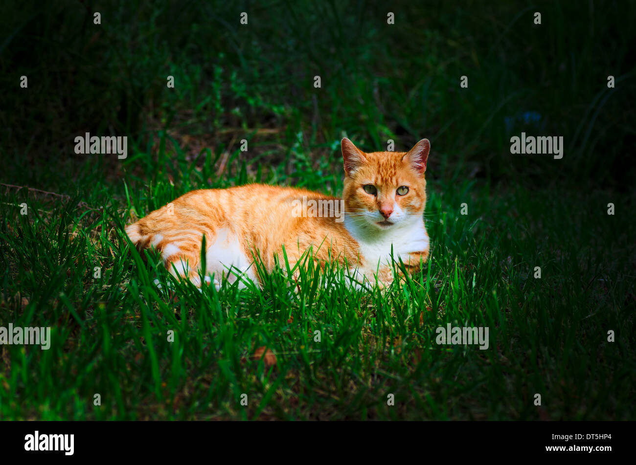 Lo zenzero Gatto sdraiato sul prato verde Foto Stock