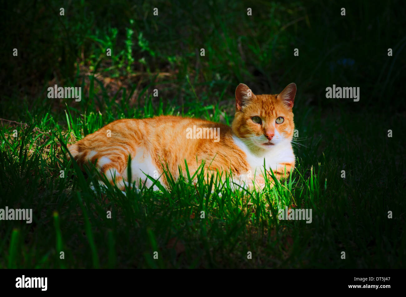 Lo zenzero Gatto sdraiato sul prato verde Foto Stock