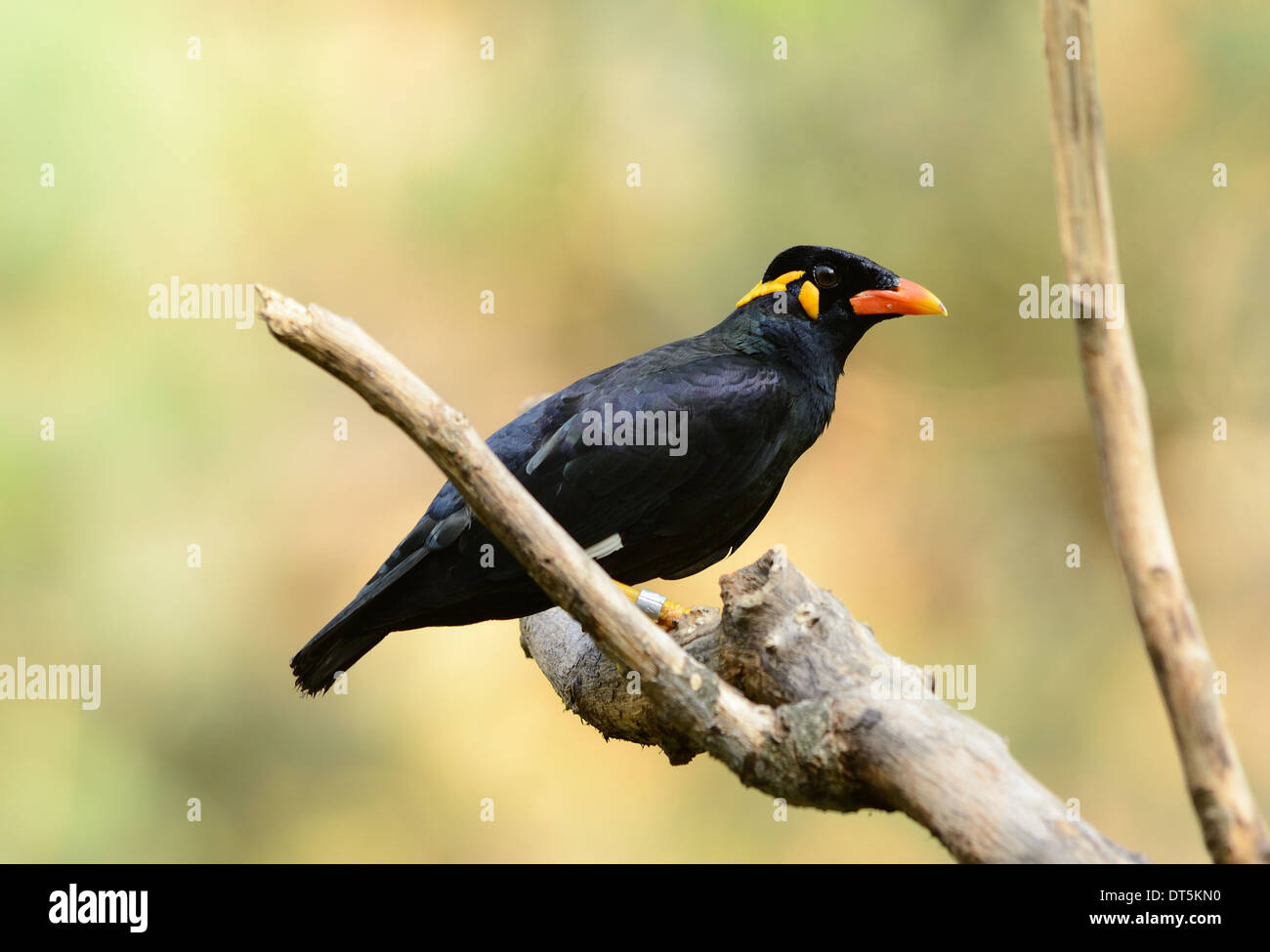 Bella collina Myna (Gracula religiosa) nella foresta thailandese Foto Stock