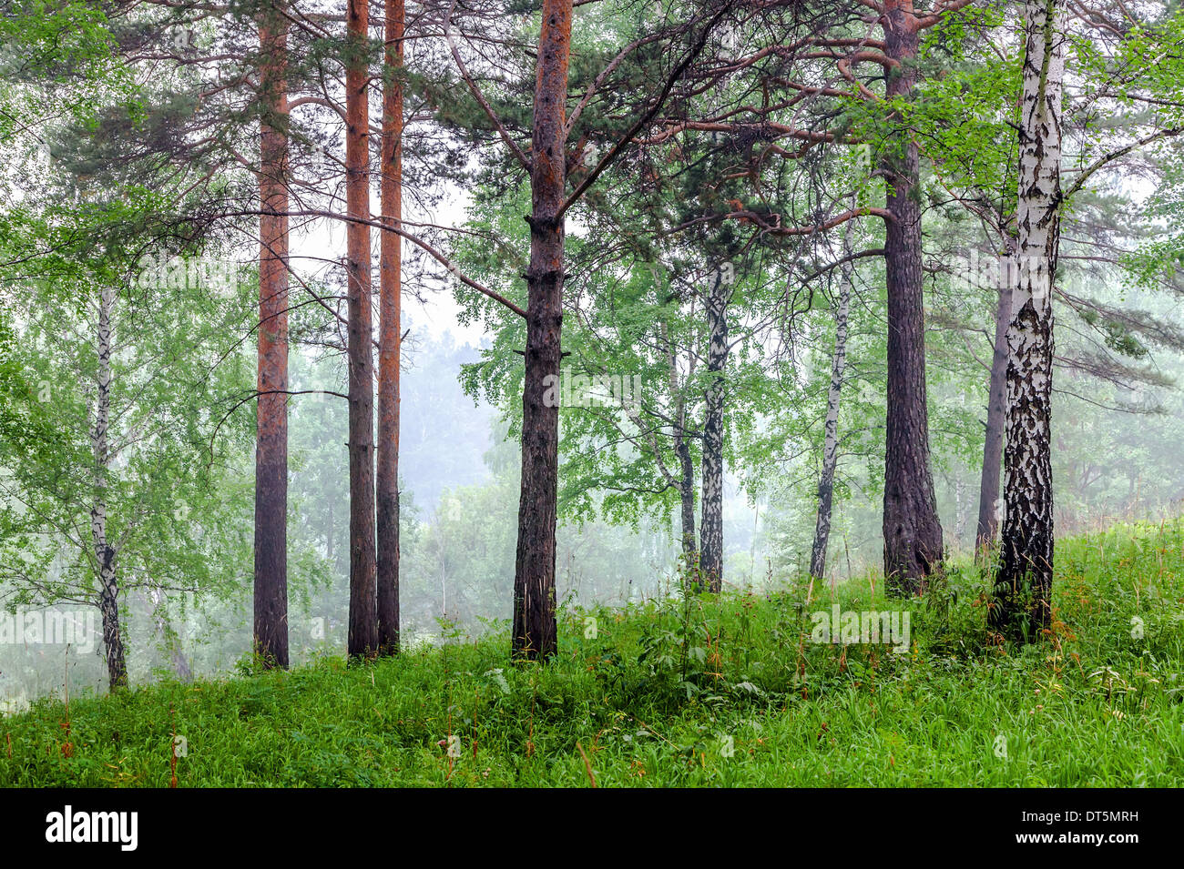 La nebbia nella foresta Foto Stock