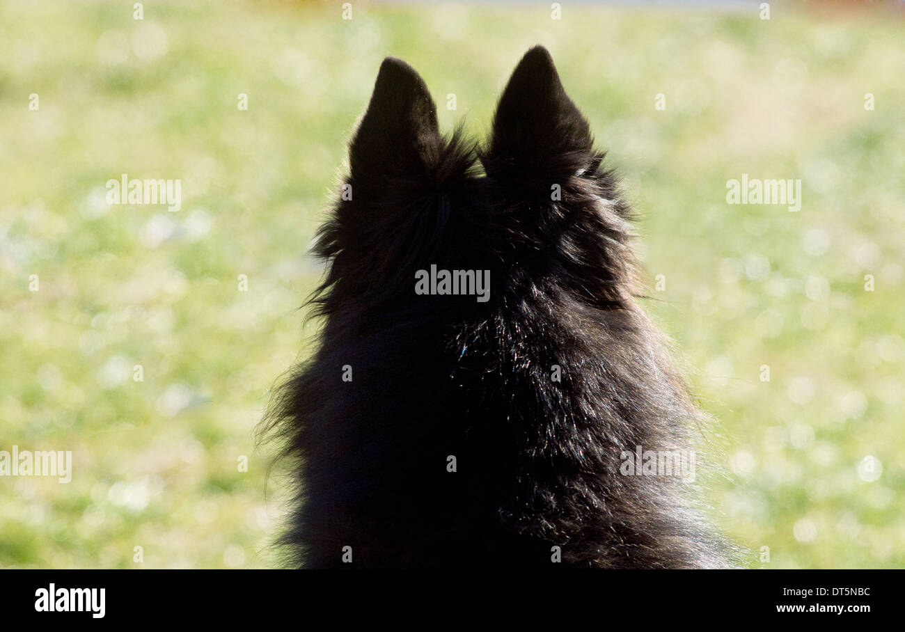 Una razza mista cane con le sue orecchie perked a guardare fuori in un vuoto. Ha qualche Husky nel suo bloodline Foto Stock