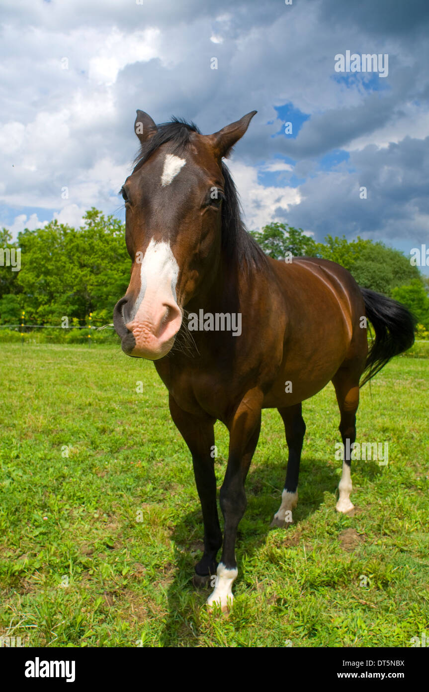 Cavallo, American Quarter Horse Foto Stock
