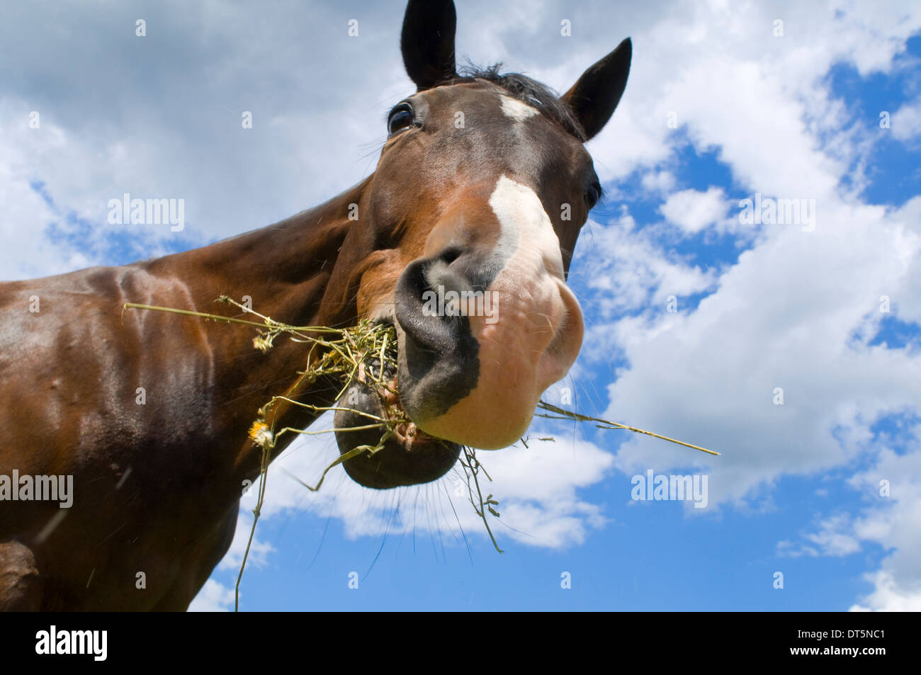 Cavallo, American Quarter Horse Foto Stock