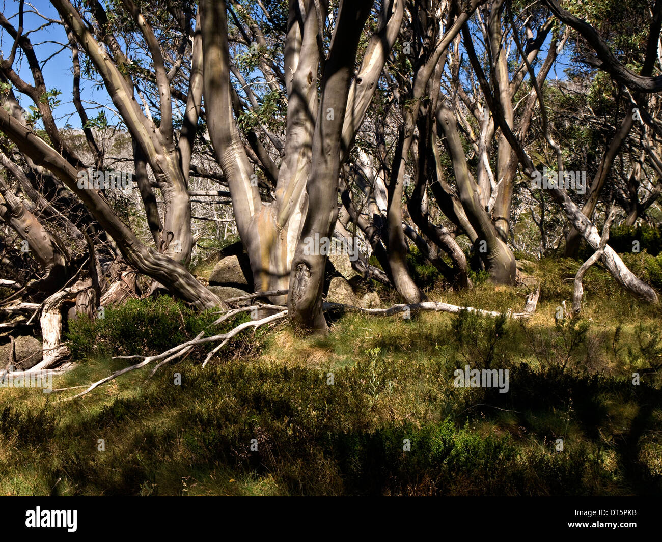 Montagne innevate bush, NSW, Australia Foto Stock