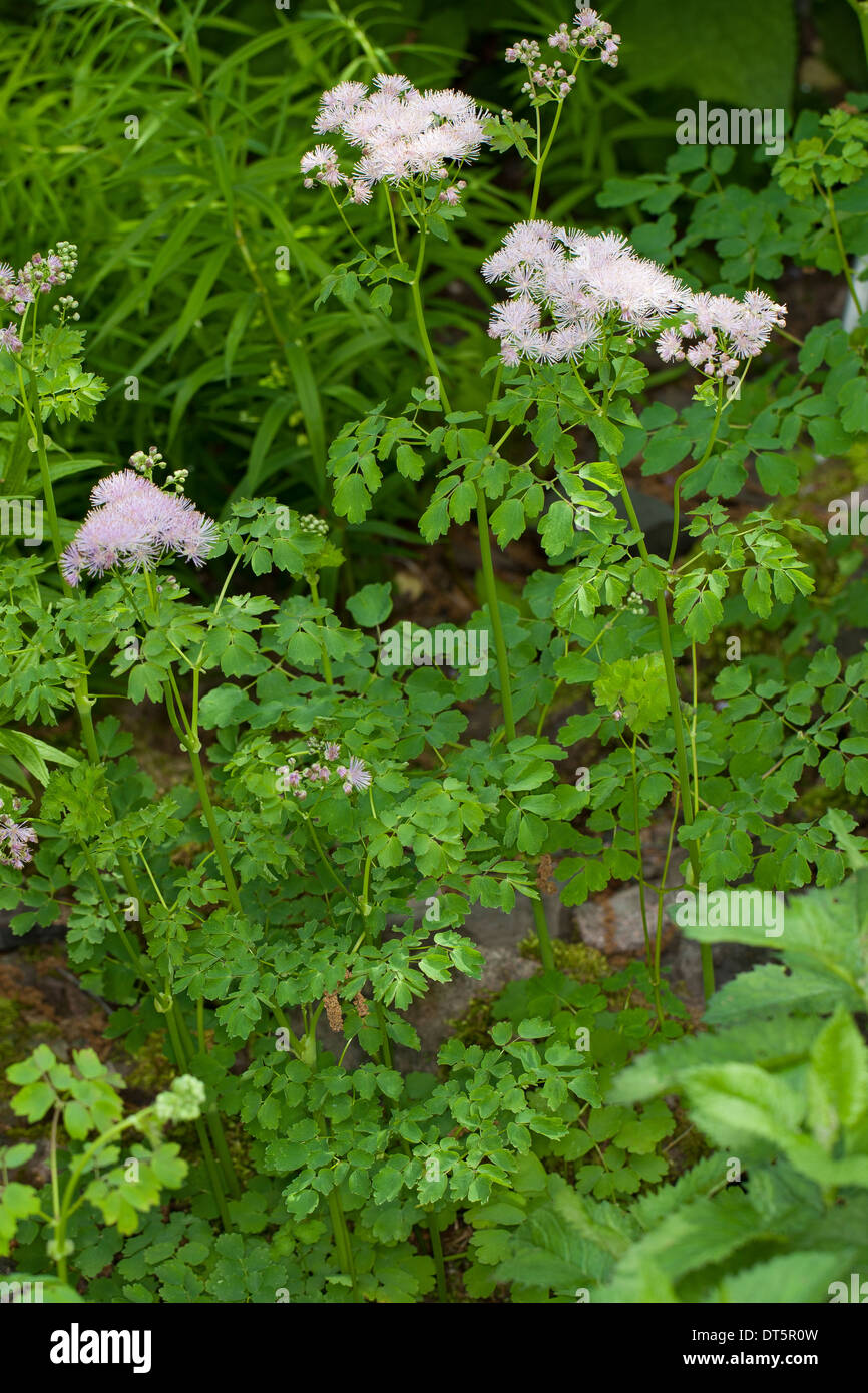 Maggiore prato-rue, aquilegia alpina prato-rue, Akeleiblättrige Wiesenraute, Akeleiblättrige Amstelraute, Thalictrum aquilegiifolium Foto Stock