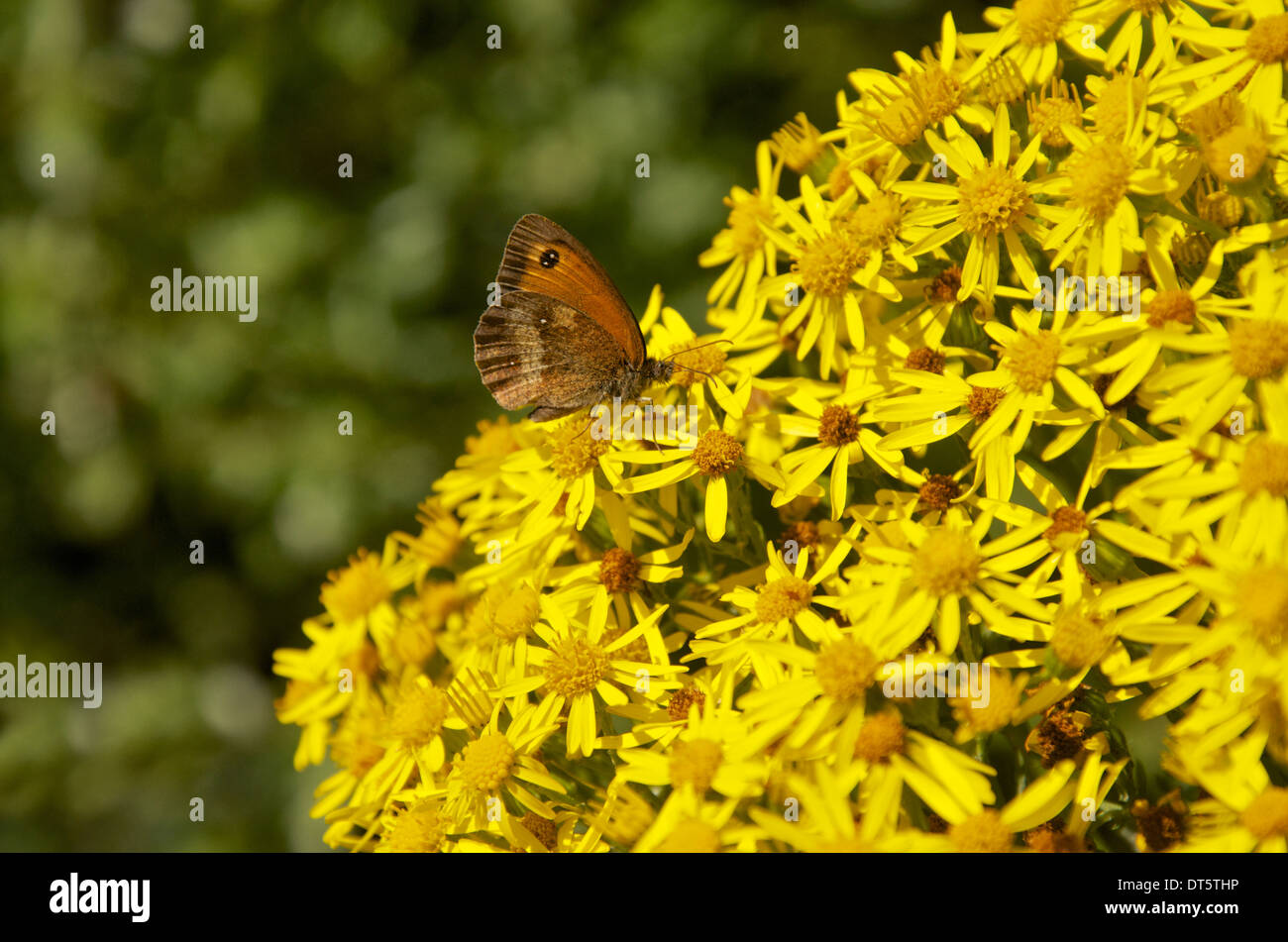 Farfalla di Gatekeeper su giallo erba tossica Foto Stock