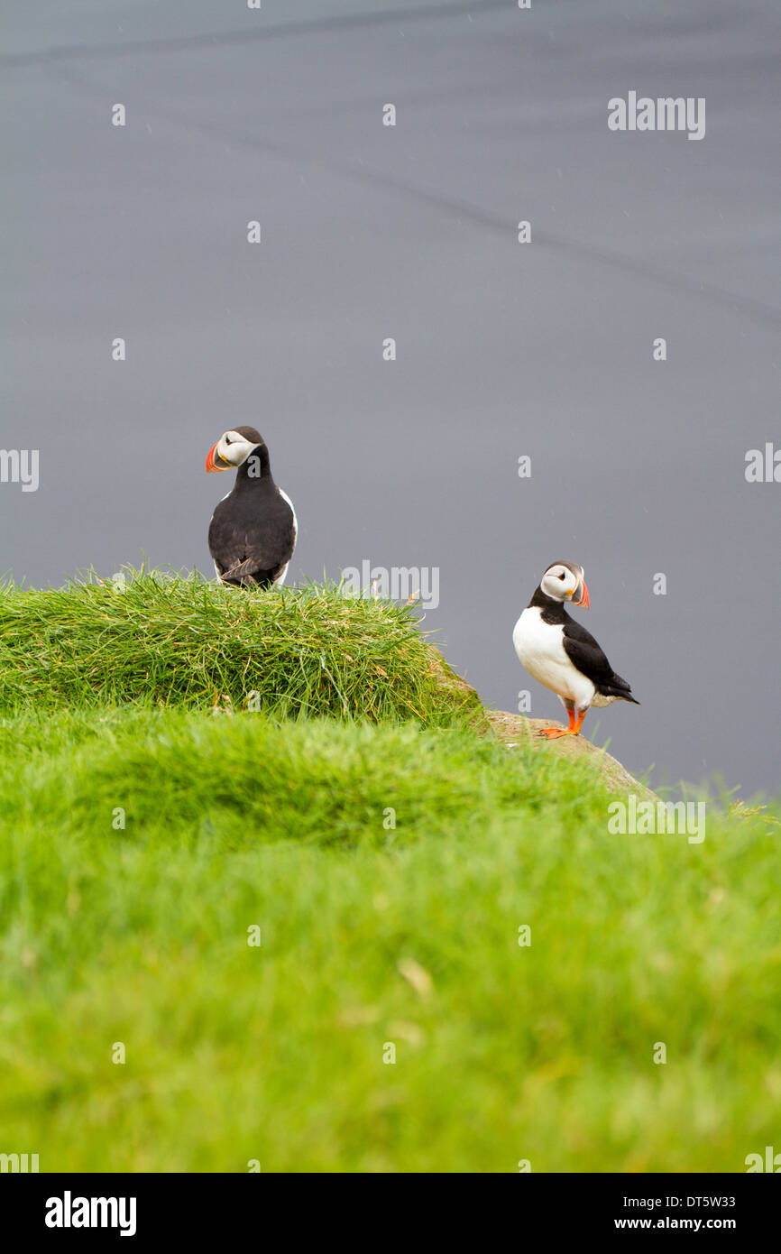 Due Atlantic i puffini alta sulla scogliera a Ingolfhofsdi Islanda Foto Stock