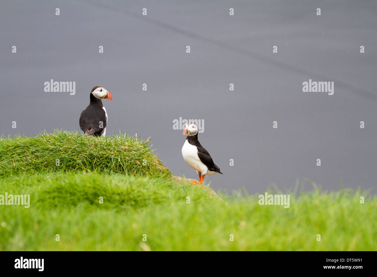 Due Atlantic pulcinelle di mare sulla scogliera di Ingolfhofsdi Islanda Foto Stock
