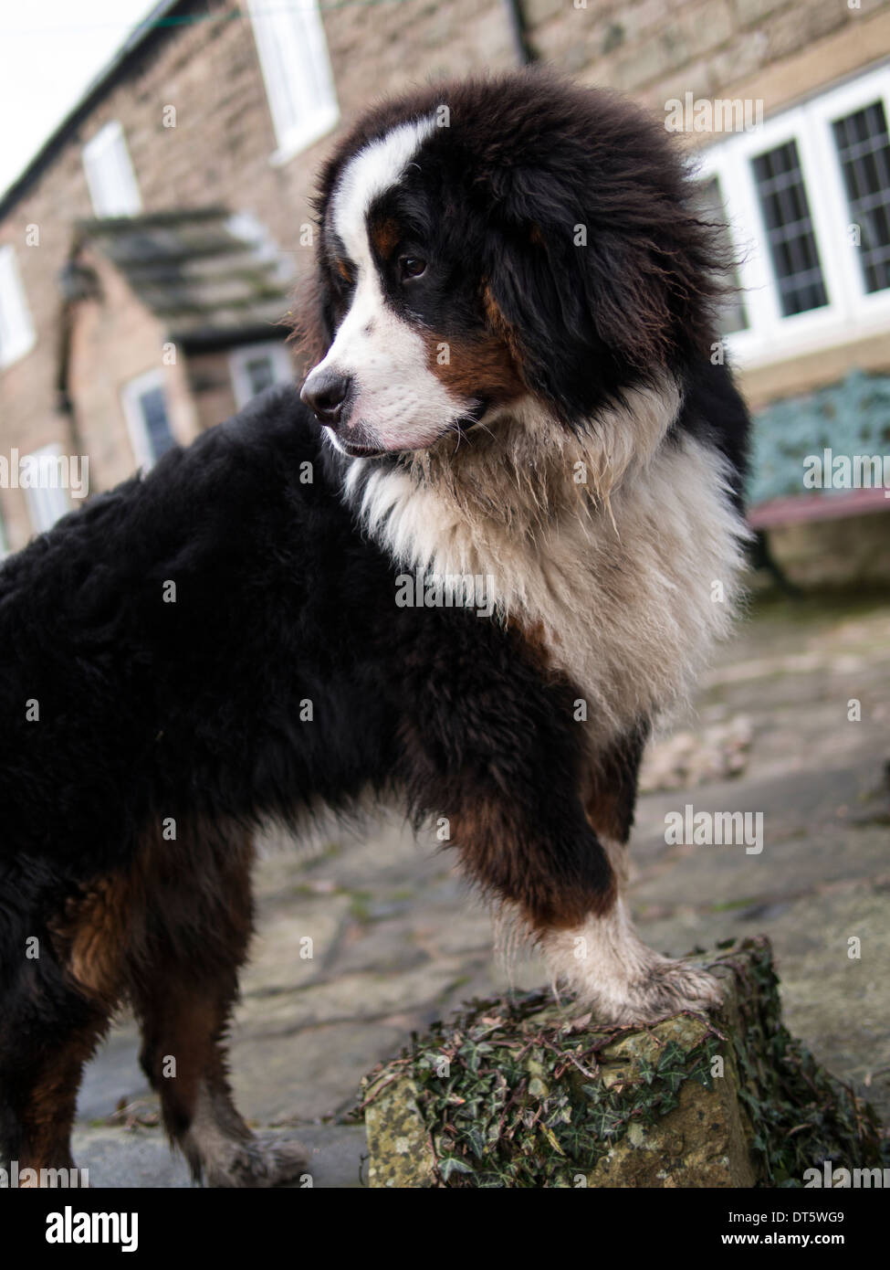 Bovaro del Bernese cucciolo Foto Stock
