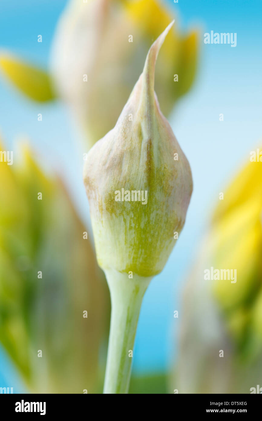 Allium moly Golden-aglio fiorito boccioli di fiori Giugno Foto Stock
