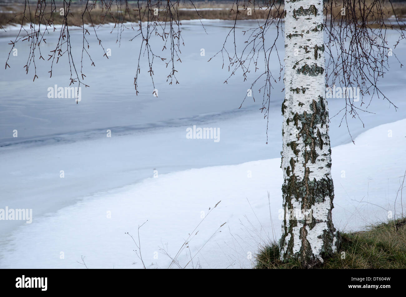 Dettaglio di un tronco di betulla in inverno Foto Stock