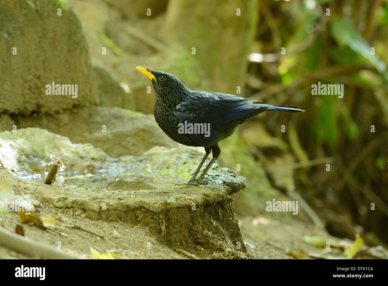 Bella blu sibilo tordo (Myiophoneus caeruleus) nella foresta thailandese Foto Stock